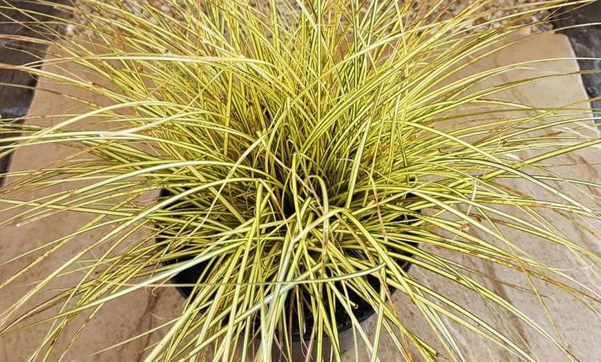 Image 5: Three-Litre Dwarf Sedge Grass