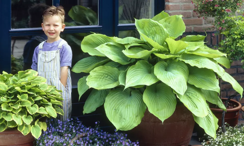 Giant Hosta Sum and Substance Bare Roots (3-Pack) - Primary Image