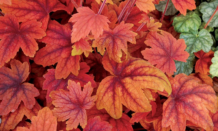 Image 3: Heucherella Trailing Collection -Three or Six Plants