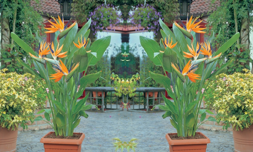 Image 4: Bird of Paradise 1 or 2 Potted Plants + Optional Patio Planter