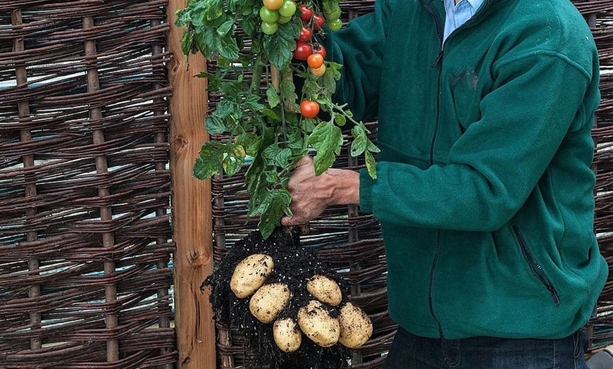 Image 4: TomTato-plant