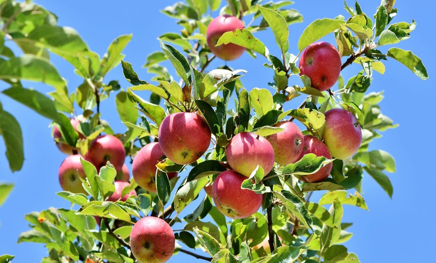 Image 12: 3er-Set Obstbäume