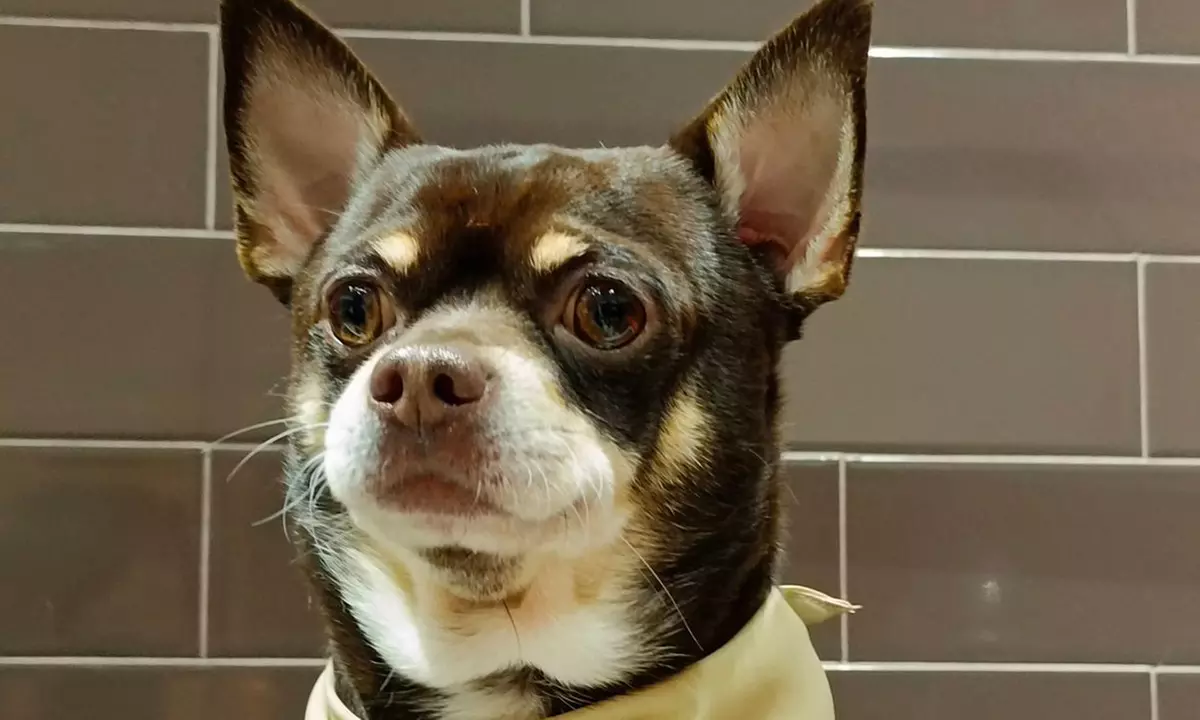 Groom, Grin, and Wag: Unleash Pet Paradise