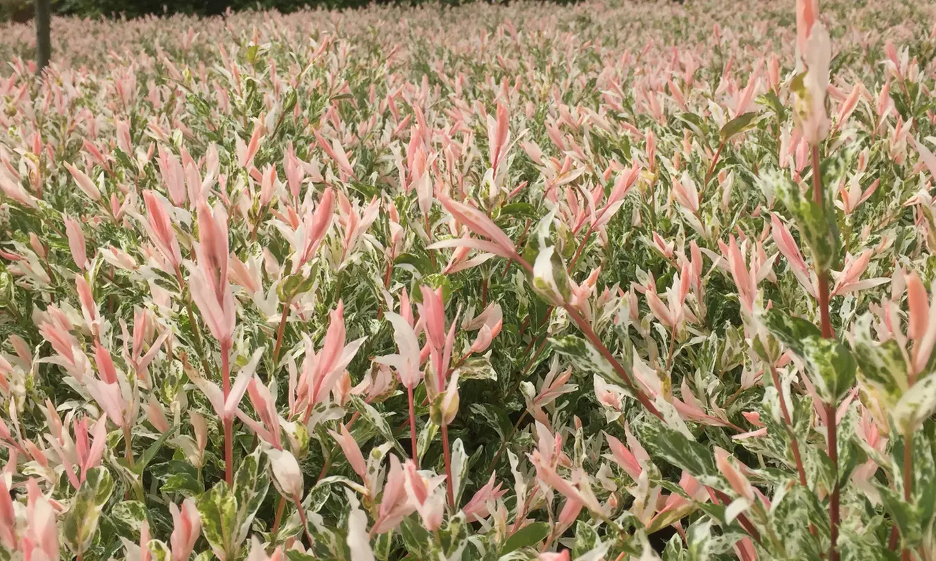 3x oder 6x Zierweide (Salix integra) „Flamingo“ - Primary Image