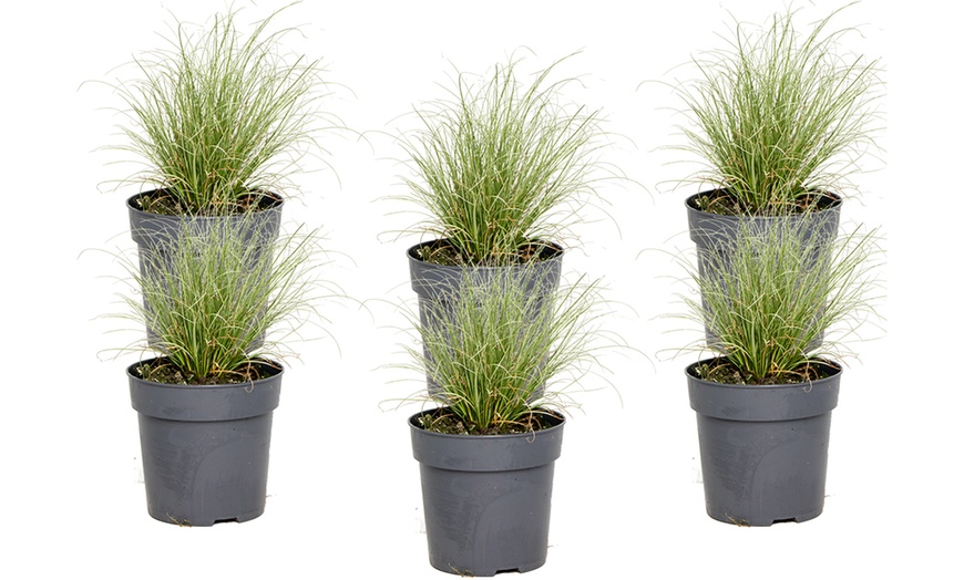 Image 4: XL Carex-Gras „Amazon Mist“