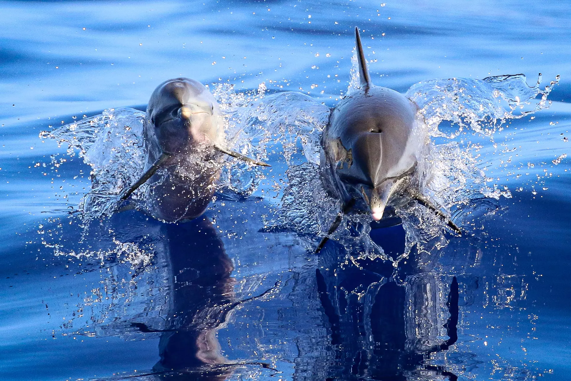 Guaranteed Whale / Dolphin Watching Tour in Hawaii's Kona Coast