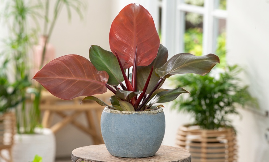 Image 2: Plant de Philodendron ''Sun Light'' 20-30 cm