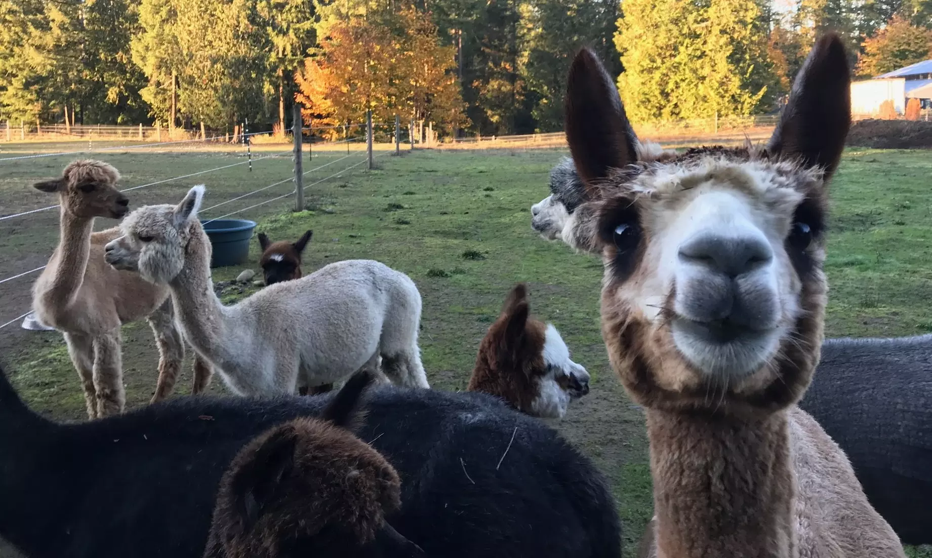 Alpaca Tour for One, Two, Four, Six, or Eight at Cascade Rose Alpacas (Up to 38% Off) - Primary Image