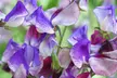 Sweet Pea Three Times As Sweet - Three or Six Premium Plugs (5 plants per plug) - Image 2
