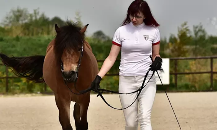 Odkryj urok jazdy konnej: indywidualne sesje lub trening na lonży w KajaKing (do -31%)