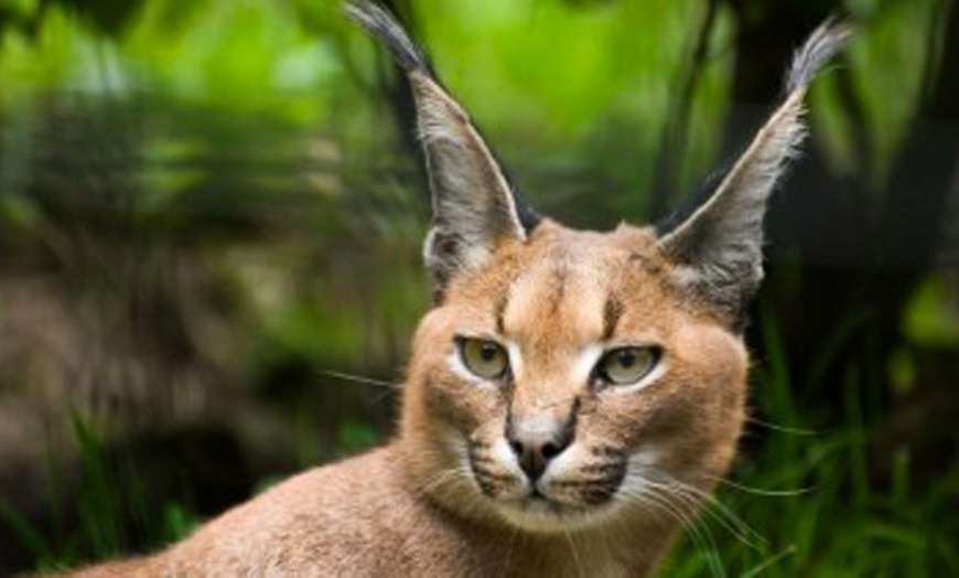 Image 8: Entradas al Zoo de Lillo para 2 adultos, 2 adultos y 1 niño o 2 niños