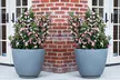 Weigela Towers of Flowers Apple Blossom – 1 or 2 Potted Plants - Second Medium