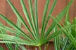Dwarf Fan Palm 'Chamaerops Humilis' - Buy 1 or 2 Potted Plants - Image 5