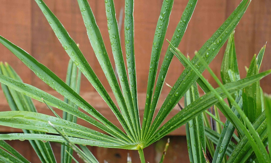 Image 5: One or Two Dwarf Fan Palm Tree Potted Plants