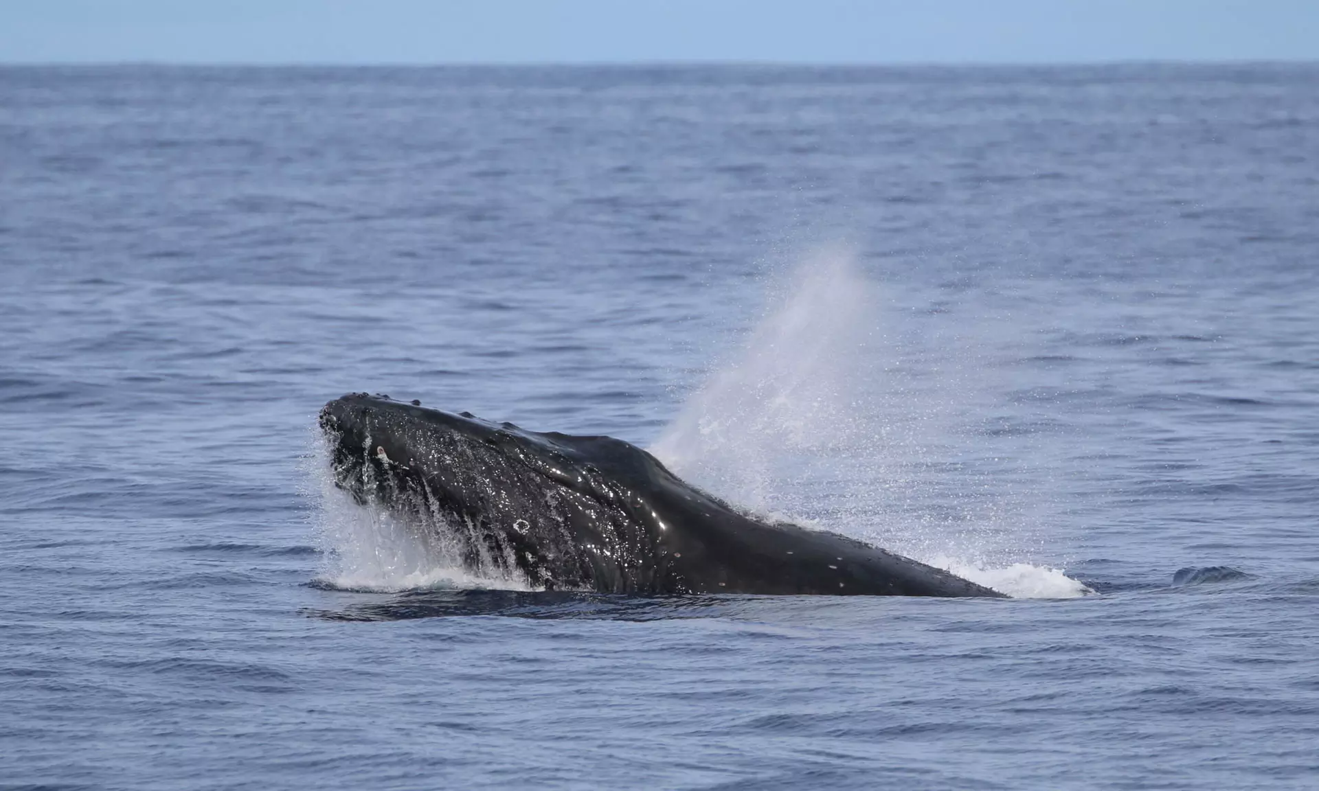 Guaranteed Humpback Whale Watching Tour in Hawaii's Kona Coast