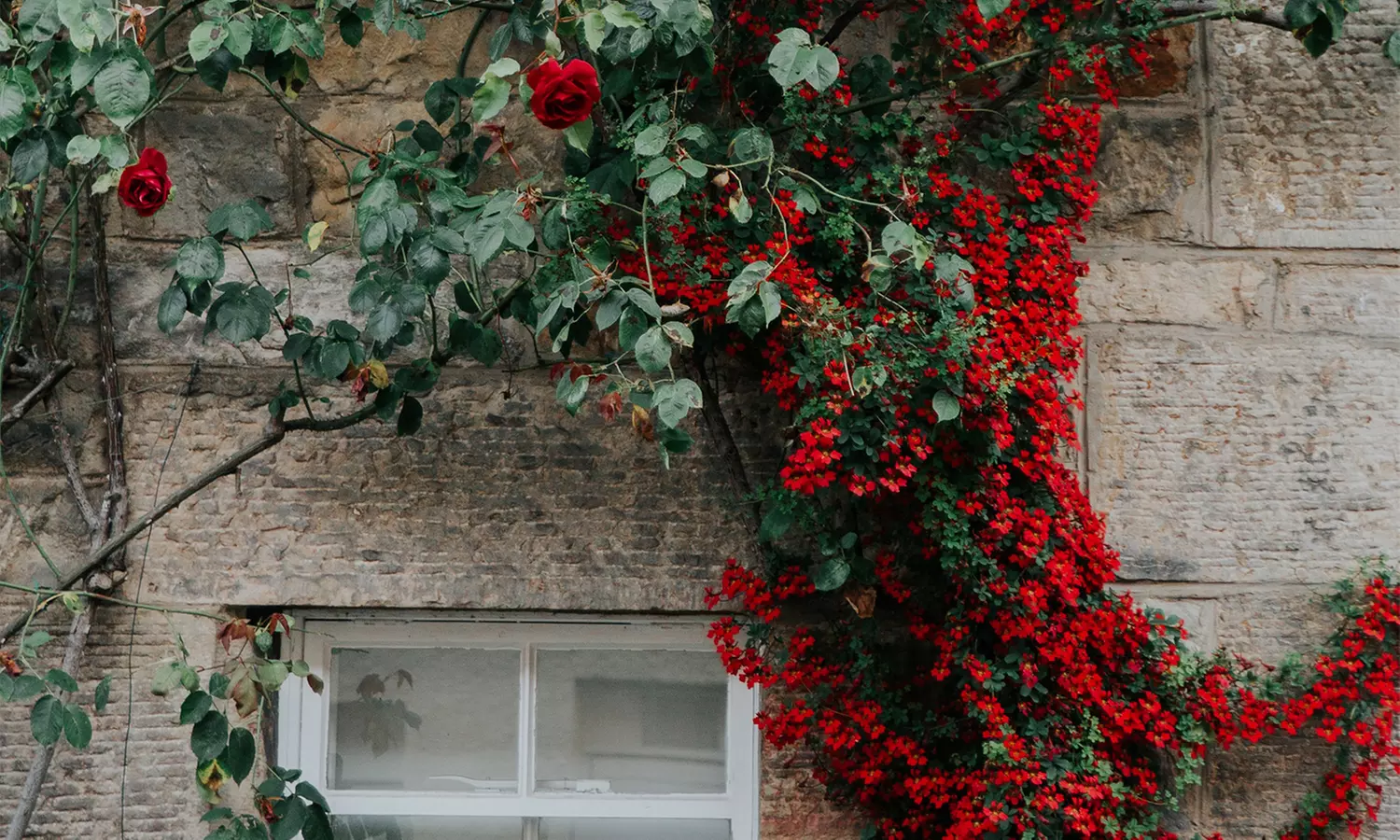 3er- oder 4er-Set Kletterrosen