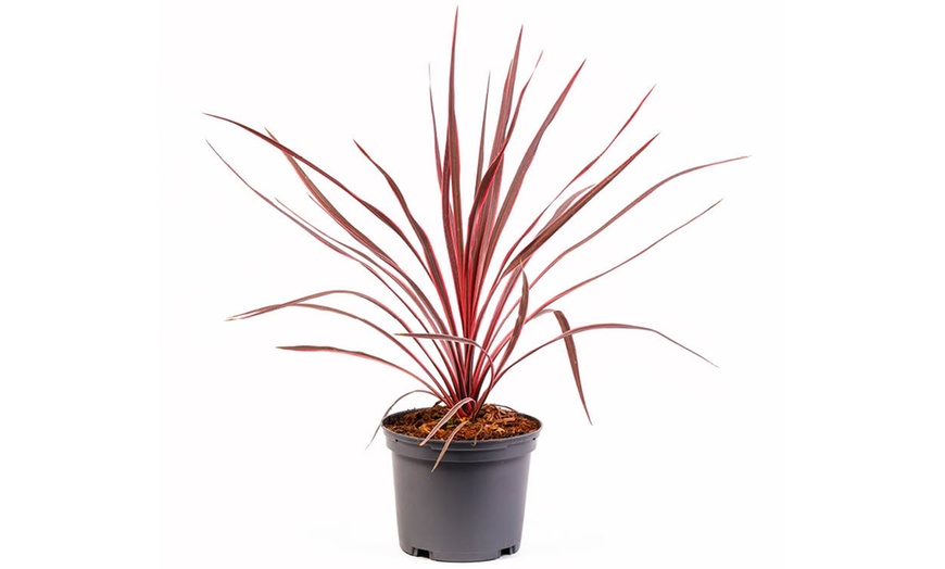 Image 3: Cordyline 'Charlie Boy' Burgundy and Apricot Leaves