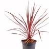 Image 3: Cordyline 'Charlie Boy' Burgundy and Apricot Leaves
