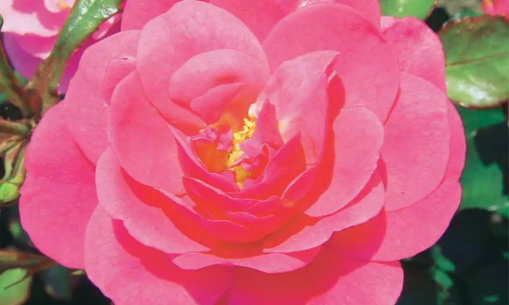 6 ou 12 rosiers couvre-sols Mirato 40-50 cm - Image 2