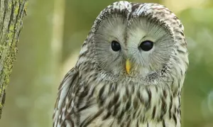 90-Minute Owl Experience for One or Two at Shropshire Falconry
