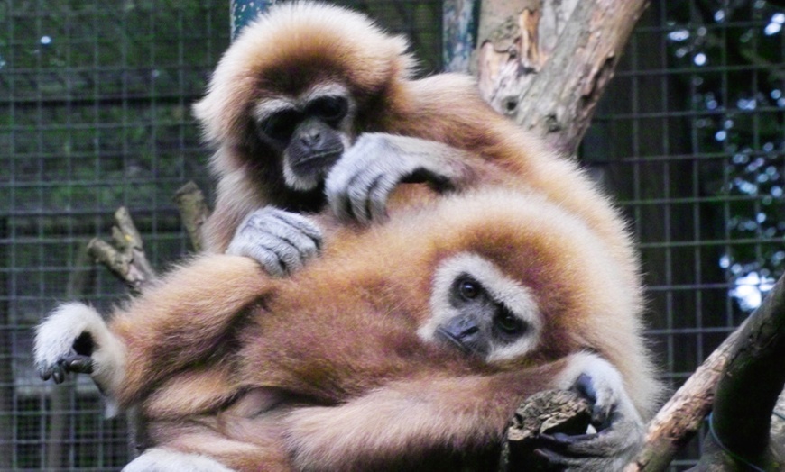 Image 2: Tageskarte für den Tierpark Leintalzoo für 2 Pers. / eine Kleingruppe