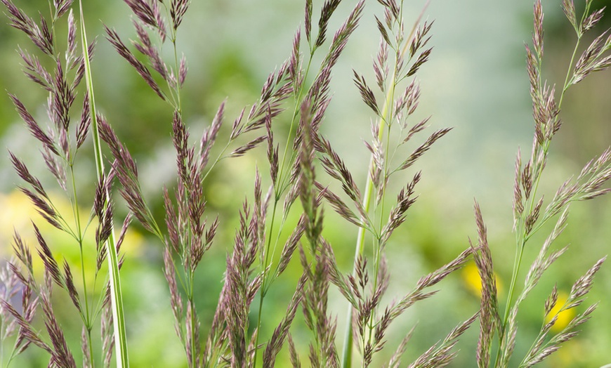 Image 5: 1 ou 2 Calamagrostis Overdam