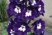 12 or 24 Delphinium Dark Blue and White Bee Perennial Plug Plants - Image 4