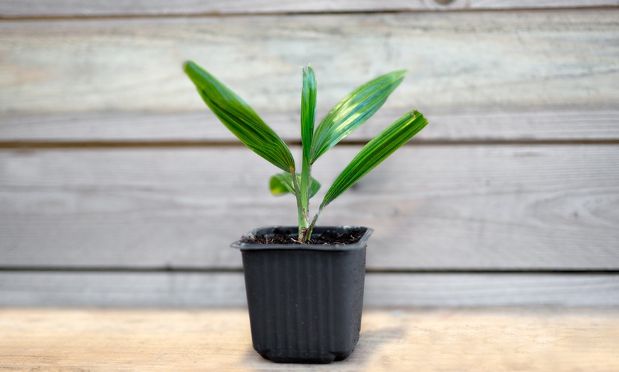 Image 2: 9cm Potted Windmill Palm Tree
