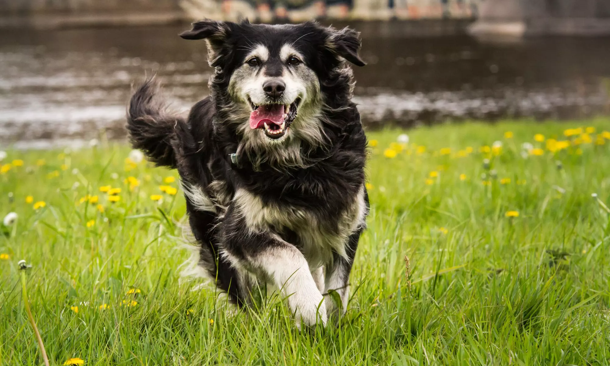 Haustier-Fotoshooting