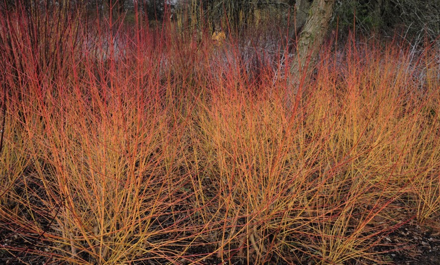 Image 3: One or Three Cornus Mid Winter Fire 3-Litre Plant Pots