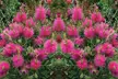 Bottlebrush (Callistemon viminalis) 'Hot Pink' Choose One or Two Plants - Second Medium
