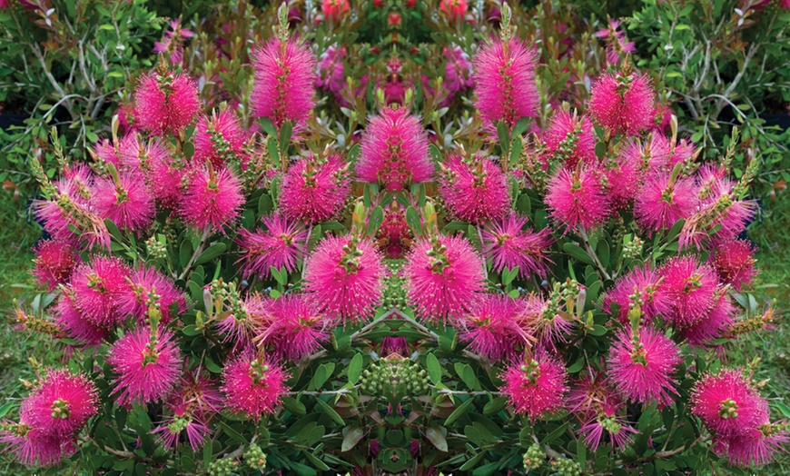 Image 2: Callistemon Viminalis Hot Pink