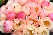 Fragrant Peony Coral Sunset - 1 or 3 Plants - Second Medium