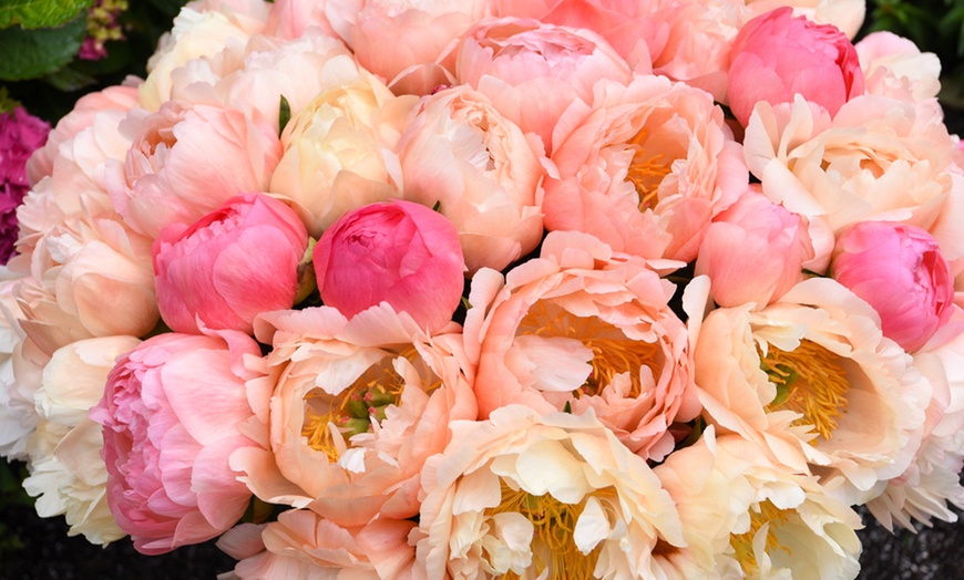 Image 3: Fragrant Peony Coral Sunset - 1 or 3 Plants