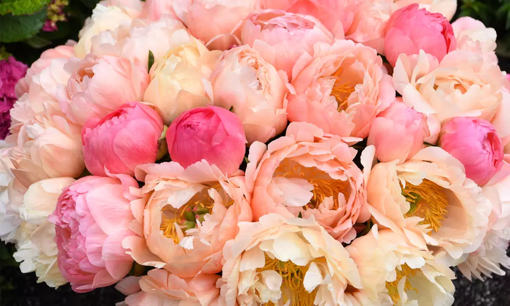 Fragrant Peony Coral Sunset - 1 or 3 Plants