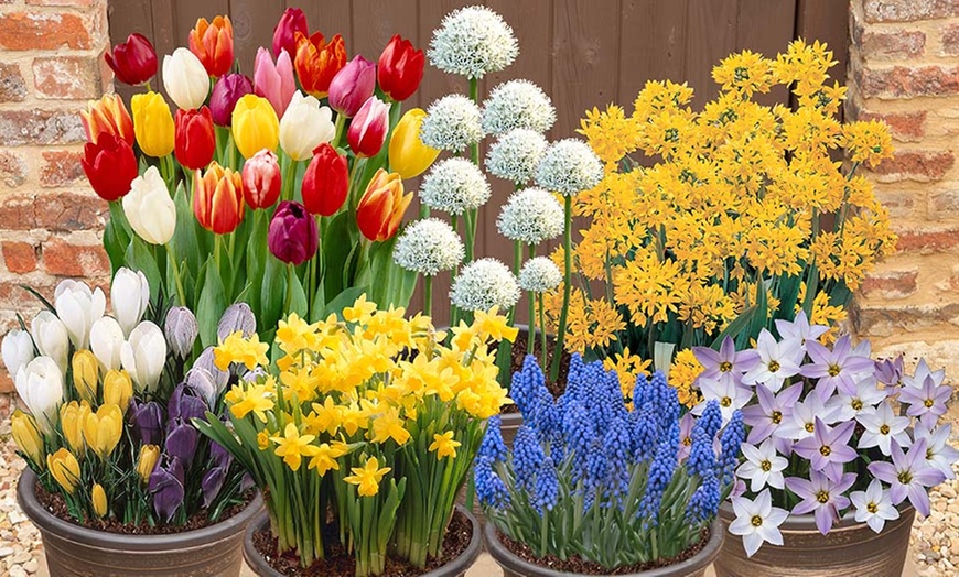 Image 1: 300-Piece Complete Spring-Flowering Bulb Collection