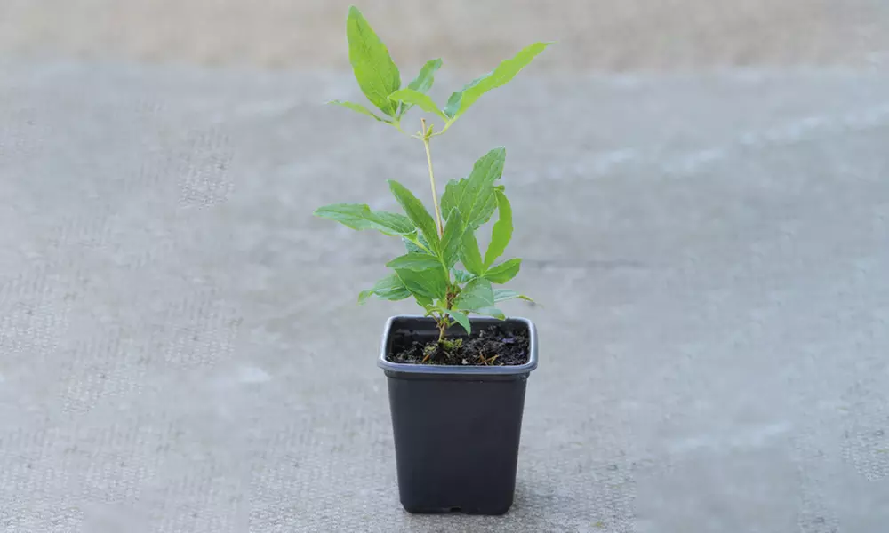 2 et 3 Clématite Taiga exotique, 10-15cm à la livraison pot inclus - Second Medium