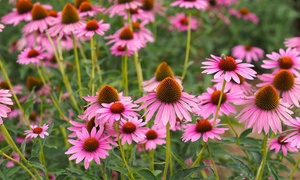 Echinacea Purpurea Three or Six Plants