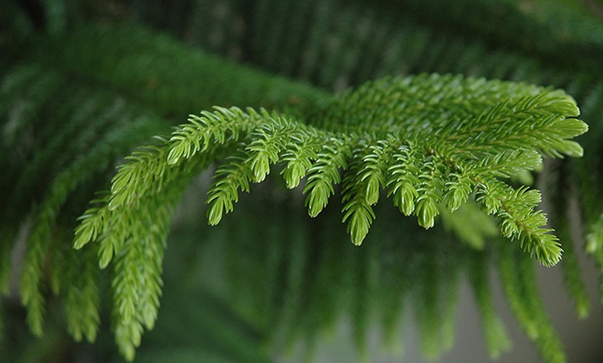 Image 2: Plantes d'intérieur Araucaria