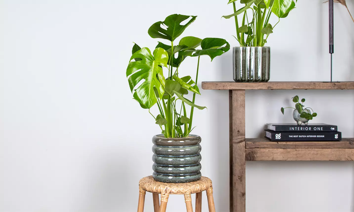 1x oder 2x XL Fensterblatt Pflanze Monstera Deliciosa