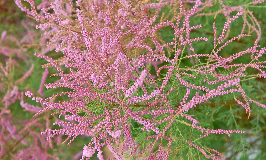 Image 10: Hardy Shrub Collection Plants