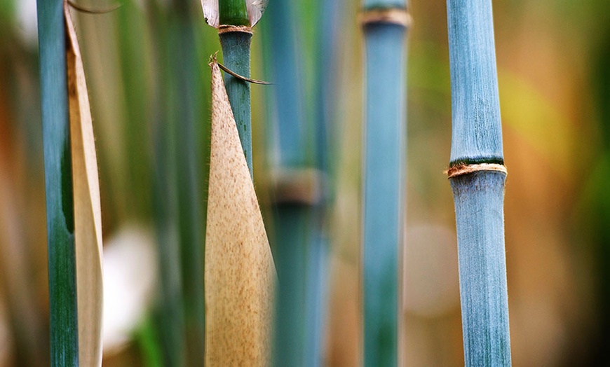 Image 3: Fargesia Blue Dragon-bamboeplant