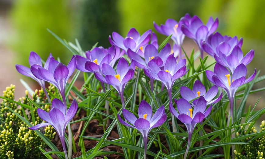 Image 4: 40, 80 ou 120 bulbes de fleurs à papillons