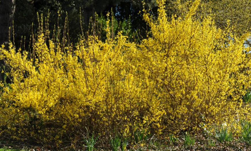 Image 10:  Mixed Hardy Shrub Collection - 8, 16 or 24 Plants