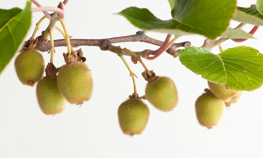 Image 3: 3 de 6 plantes de kiwi