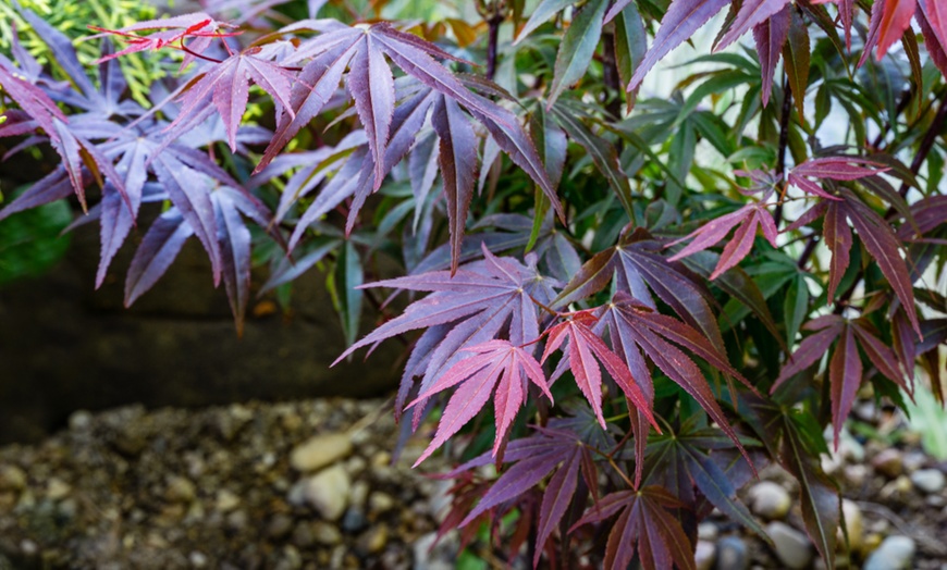 Image 4: Japanese Maple  Architectural Plant for Japanese Garden