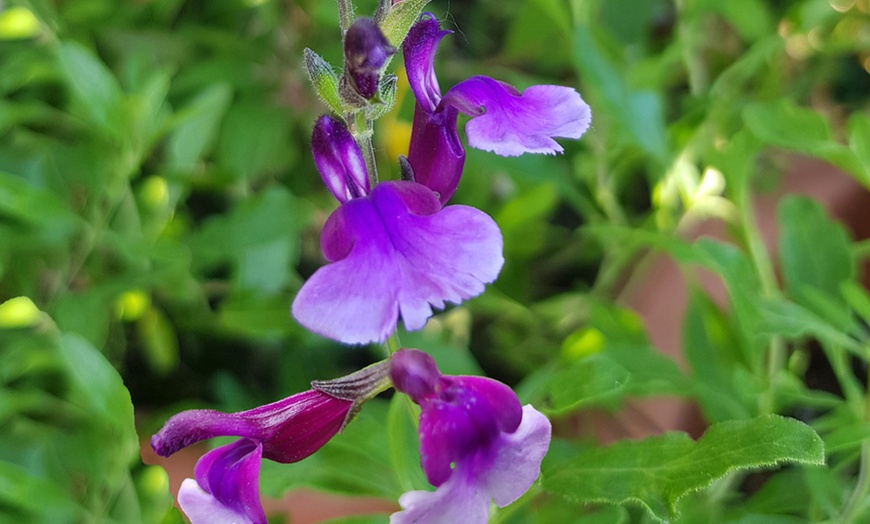 Image 5: Three or Six Salvia Neon Collection Plants 