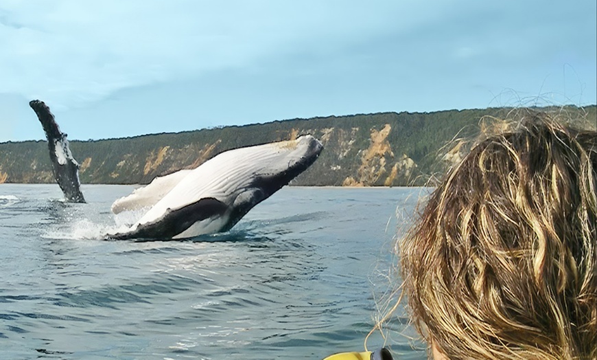 Image 25: Dolphin-View Kayak Tour or Private Day Tour to Double Island Point