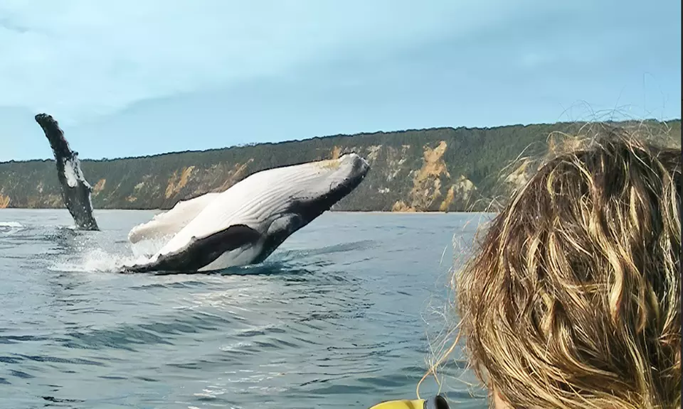 Dolphin-View Kayak Tour or Private Day Tour to Double Island Point