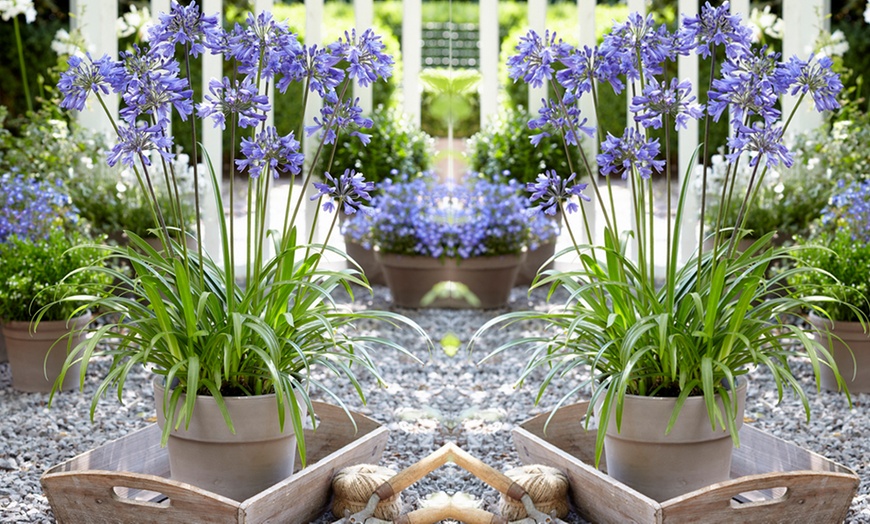 Image 5: One or Two Agapanthus "Ever Sapphire" Plants